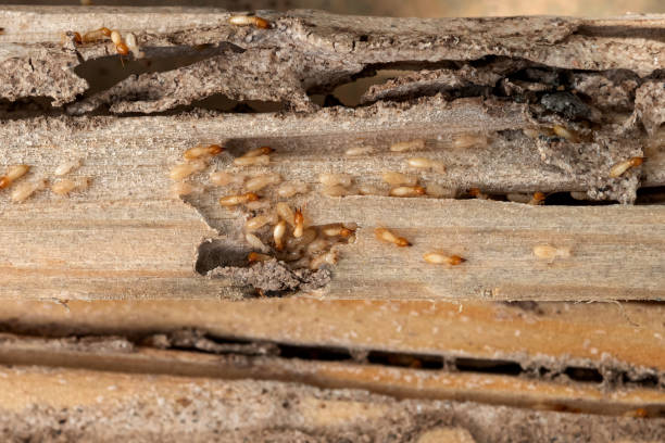 Trusted Lower Grand Lagoon, FL Pest Control Experts
